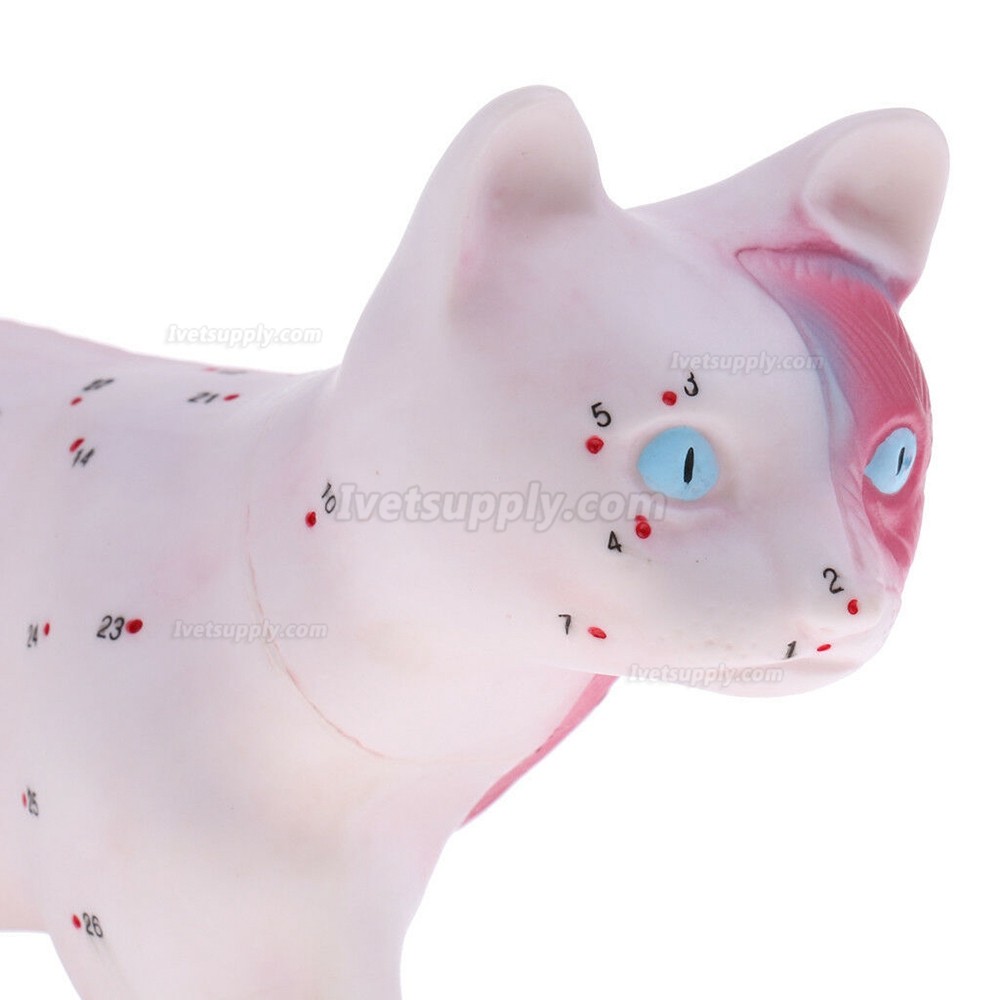 Cat Acupuncture Model Anatomical Medical Model School Teaching Student